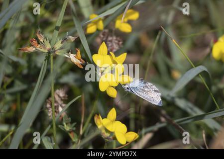 Farfalla blu comune, Polyommatus icarus, che si nutre della scopa di Dyer, tinctoria genista, fioritura vicino a Padstow in Cornovaglia Foto Stock