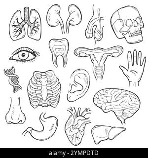 Insieme di icone Doodle Human Body. Insieme di illustrazione dello schizzo del vettore degli organi. Banner anatomico disegno a mano stile Art linea. Illustrazione Vettoriale