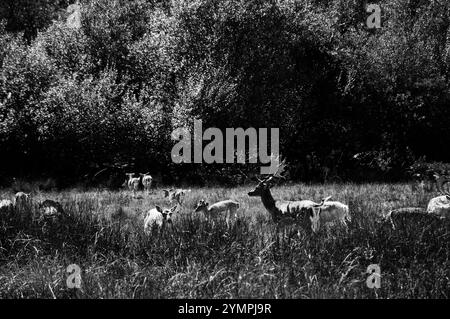 Cervi a New Forest, Hampshire, Inghilterra, Regno Unito. Fotografia storica in bianco e nero. Foto Stock