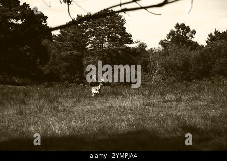 Cervo a New Forest (Hampshire, Inghilterra, Regno Unito). Seppia. Foto Stock