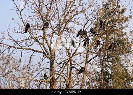 Stormo di corvi nell'albero su sfondo blu del cielo Foto Stock