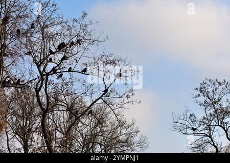 Stormo di corvi nell'albero su sfondo blu del cielo Foto Stock