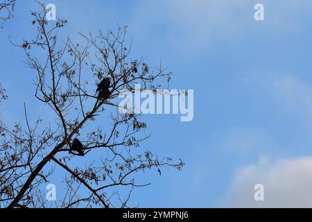 Stormo di corvi nell'albero su sfondo blu del cielo Foto Stock