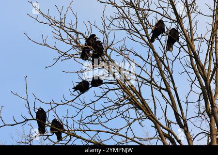 Stormo di corvi nell'albero su sfondo blu del cielo Foto Stock