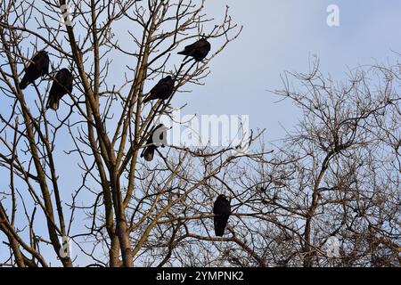 Stormo di corvi nell'albero su sfondo blu del cielo Foto Stock