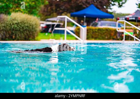 Un gioioso Border Collie che nuota in una vibrante piscina all'aperto blu, godendosi una giornata di sole circondata da una vegetazione lussureggiante. Divertimento estivo perfetto. Foto Stock