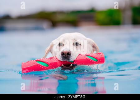Un Labrador Retriever nuota in una piscina con un giocattolo da masticare rosso, godendosi una divertente giornata estiva. Il cane trasuda felicità ed eccitazione nel blu chiaro Foto Stock