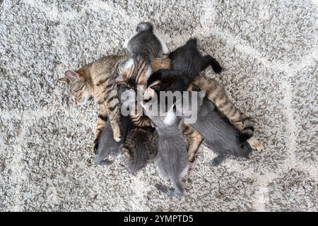 Un momento in famiglia felina che mostra una gatta madre che nutre i suoi piccoli gattini in un abbraccio su un tappeto. Foto Stock