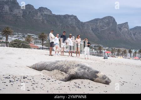 Southern Elephant Seal a città del Capo, Sud Africa Una femmina Southern Elephant Seal riposa sulla spiaggia di Camps Bay con le iconiche montagne dei dodici Apostoli sullo sfondo, città del Capo, Sud Africa il 19 novembre 2024. La guarnizione è stata trascinata sulla sabbia per la muta. Durante questo periodo, getta e sostituisce il suo strato esterno di pelliccia e pelle rimanendo sulla terra per conservare l'energia per questo processo essenziale ad alta intensità energetica. Città del Capo Sudafrica Copyright: XMatrixxImagesx/xGunnarxOberhoselx Foto Stock