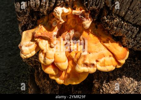 Fungo da staffa che cresce su un tronco di albero in decadenza in autunno, immagine fotografica di funghi Foto Stock