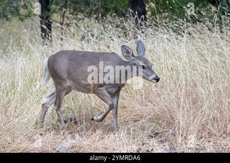 Coues Cervo dalla coda bianca (Odocoileus virginianus couesi) Foto Stock
