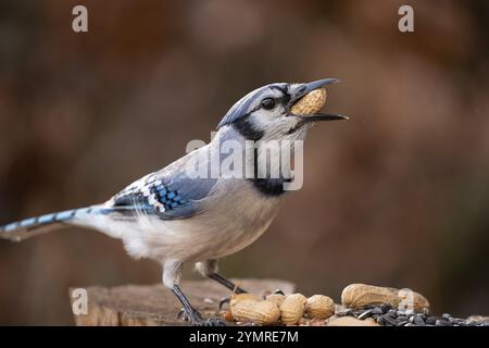 Primo piano di jay blu che guarda la macchina fotografica che mangia un'arachide. Foto Stock