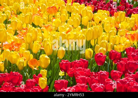 Tulipani rossi e gialli nel parco, il giardino botanico di Toronto Foto Stock