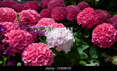 Primo piano di fiori di geranio nella serra Foto Stock