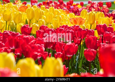 Tulipani rossi e gialli nel parco pubblico, il Giardino Botanico di Toronto Foto Stock
