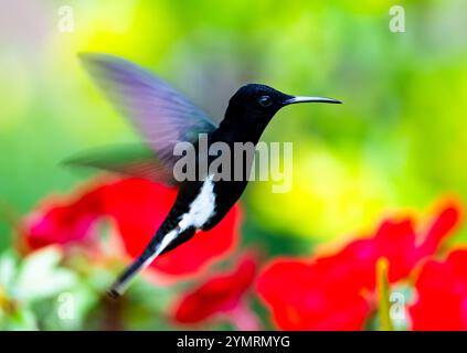 Un colibrì giacobino nero (Florisuga fusca) in volo. Espírito Santo, Brasile. Foto Stock