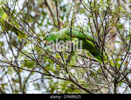 Un pappagallo amazzonico di Mealy (Amazona farinosa) che si forgia su un albero. Espírito Santo, Brasile. Foto Stock