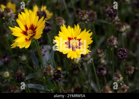 Bellissimi fiori gialli e marroni di coreopsis in estate, da vicino Foto Stock