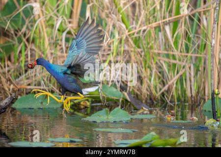 Gallinule porfirio martinica (American Purple Gallinule). Everglades National Park, Florida, Stati Uniti. Foto Stock