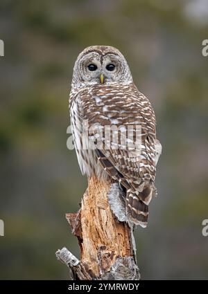 Gufo barrato (Strix varia). Febbraio nell'Acadia National Park, Maine, Stati Uniti. Foto Stock