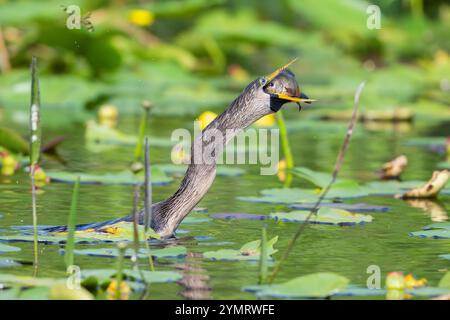 Una femmina Anhinga (Anhinga anhinga) cattura un Bluegill (Lepomis macrochirus). Marcia nel Parco Nazionale delle Everglades, Florida. Foto Stock