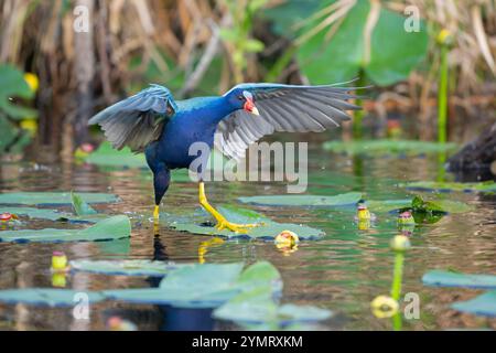 Gallinule porfirio martinica (American Purple Gallinule). Everglades National Park, Florida, Stati Uniti. Foto Stock