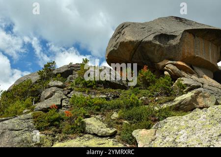 Un'enorme pietra appuntita sulla cima di un'alta montagna circondata da cespugli ed erba sotto un cielo soleggiato d'estate. Parco naturale Ergaki, regione di Krasnoyarsk, Siber Foto Stock