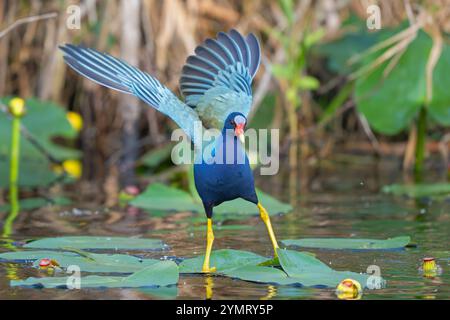 Gallinule porfirio martinica (American Purple Gallinule). Everglades National Park, Florida, Stati Uniti. Foto Stock