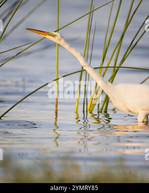 Great Egret (Ardea alba) caccia. Marzo nel Myakka River State Park, Florida. Foto Stock