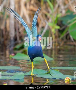 Gallinule porfirio martinica (American Purple Gallinule). Everglades National Park, Florida, Stati Uniti. Foto Stock