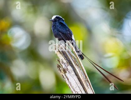 Un tiranno dalla coda lunga (Colonia colonus) arroccato su un ceppo d'albero. Espírito Santo, Brasile. Foto Stock