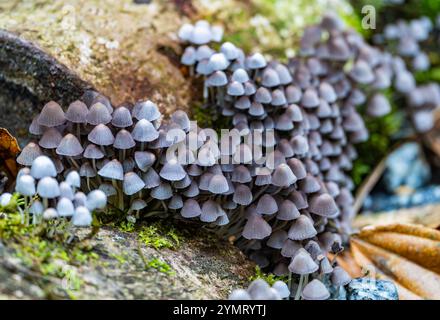 Ammassi di funghi Fairy Inkcap (Coprinellus disseminatus) nella foresta. Espírito Santo, Brasile. Foto Stock