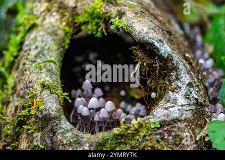 Ammassi di funghi Fairy Inkcap (Coprinellus disseminatus) che crescono all'interno di un buco d'albero nella foresta. Espírito Santo, Brasile. Foto Stock