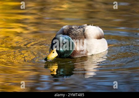 Mallard Drake Dinking Foto Stock