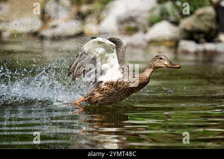 Femmina Mallard Duck Foto Stock