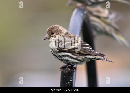 Pine Siskin (Spinus pinus) nell'Illinois settentrionale. Foto Stock