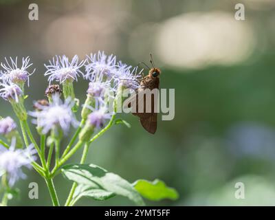 Una farfalla bruna di Ocola skipper, Panoquina ocola, che si nutre di una pianta di fiori di filo interdentale comune, Chromolaena odorata. Foto Stock