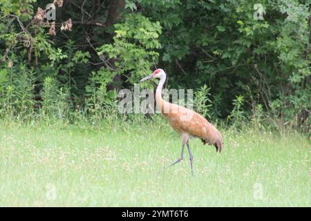 Sandhill Crane (Antigone canadensis) a Moraine Hills e McHenry Dam Illinois State Park. Foto Stock