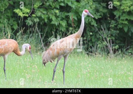 Sandhill Crane (Antigone canadensis) a Moraine Hills e McHenry Dam Illinois State Park. Foto Stock