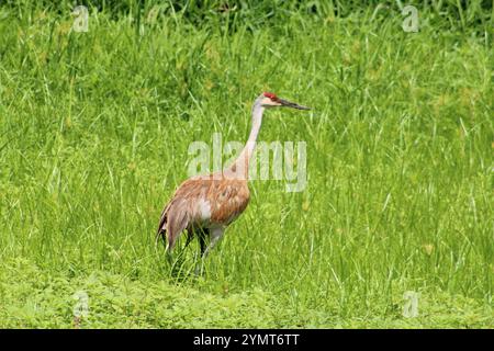 Sandhill Crane (Antigone canadensis) a Moraine Hills e McHenry Dam Illinois State Park. Foto Stock