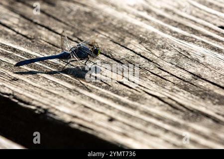 Una libellula Pondhawk orientale maschile poggia su una tavola di legno. Foto Stock