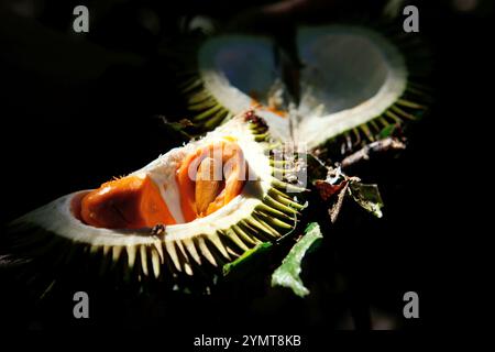 Durian rosso (specie non identificata) appena raccolto nella foresta, a Sungai Utik, Kapuas Hulu, Kalimantan occidentale, Indonesia. Foto Stock