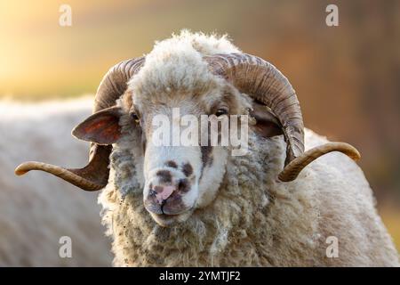 ritratto di un grande e bellissimo ariete con corna impressionanti e caratteristiche sorprendenti in luce naturale Foto Stock