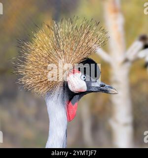 Ritratto di una gru coronata grigia (Balearica regulorum) Foto Stock