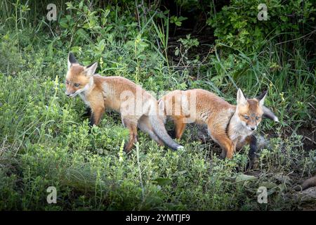 Due cuccioli di volpe rosse allo stato selvatico (Vulpes vulpes) Foto Stock