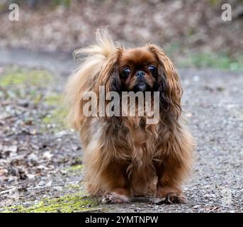 Cane pekingese in una passeggiata nel parco. Profondità di campo ridotta Foto Stock