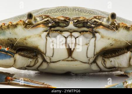 Vista macro del granchio azzurro aggressivo, una specie invasiva ma molto gustosa, in cucina e utilizzata per molte ricette di crostacei. Foto Stock