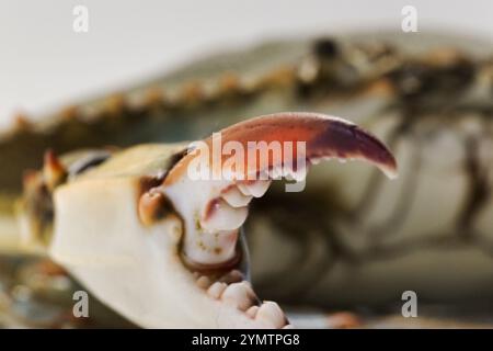 Seleziona la messa a fuoco su un artiglio di granchio blu, un granchio gigante e una specie invasiva Foto Stock