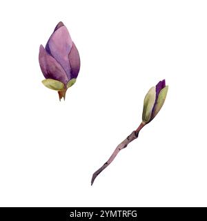 Fiore primaverile, mauve magnolia camelia albero boccioli su ramo, esotica illustrazione botanica isolata disegnata a mano in acquerello. Oggetto elemento singolo Foto Stock