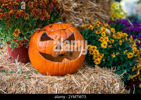 Zucca arancione scolpita e decorata di Halloween seduta sul fieno, circondata da molti fiori disposti in vasi davanti al ristorante o alla caffetteria. Foto Stock
